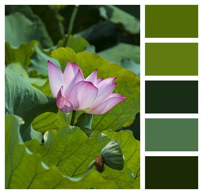 Pink Flower Water Lily Lotus Image